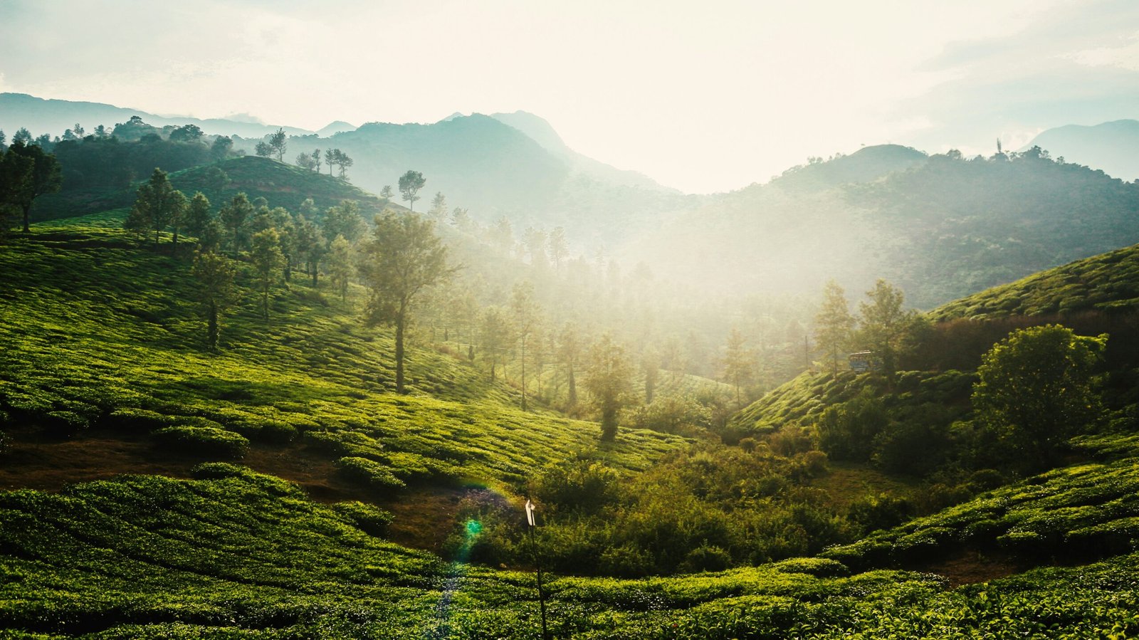 a lush green hillside covered in lots of trees