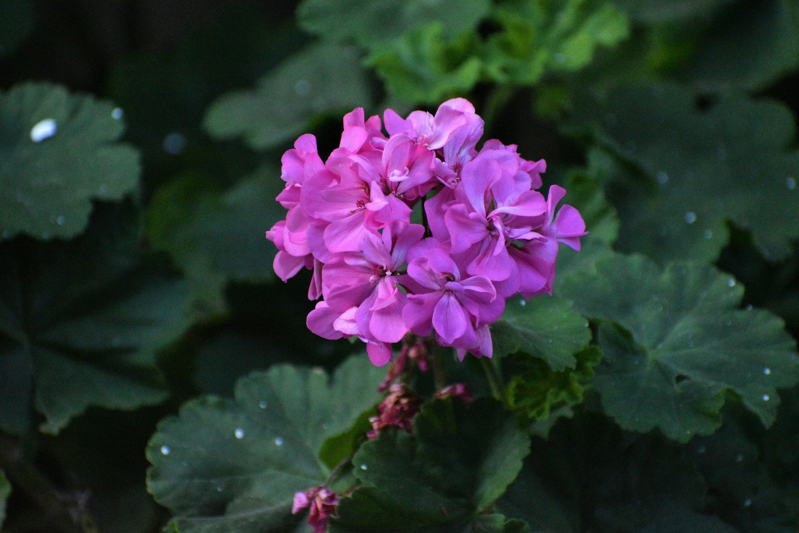 a purple flower with green leaves in the background