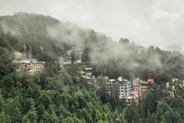green trees and city buildings under white clouds during daytime