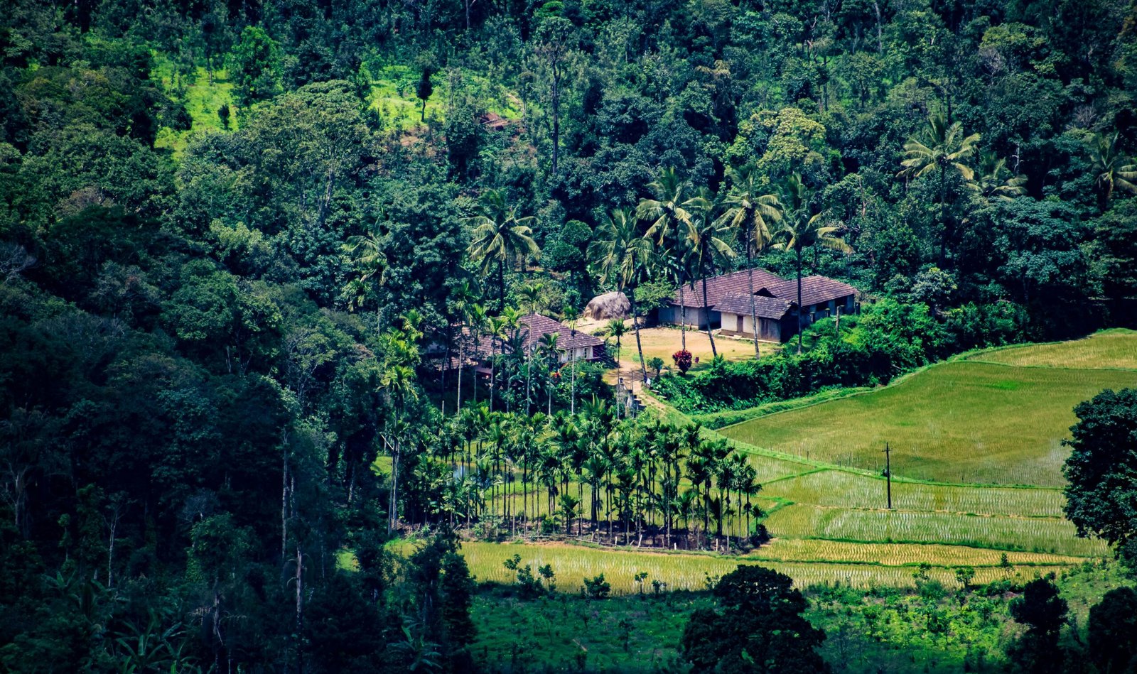 green trees and grass field