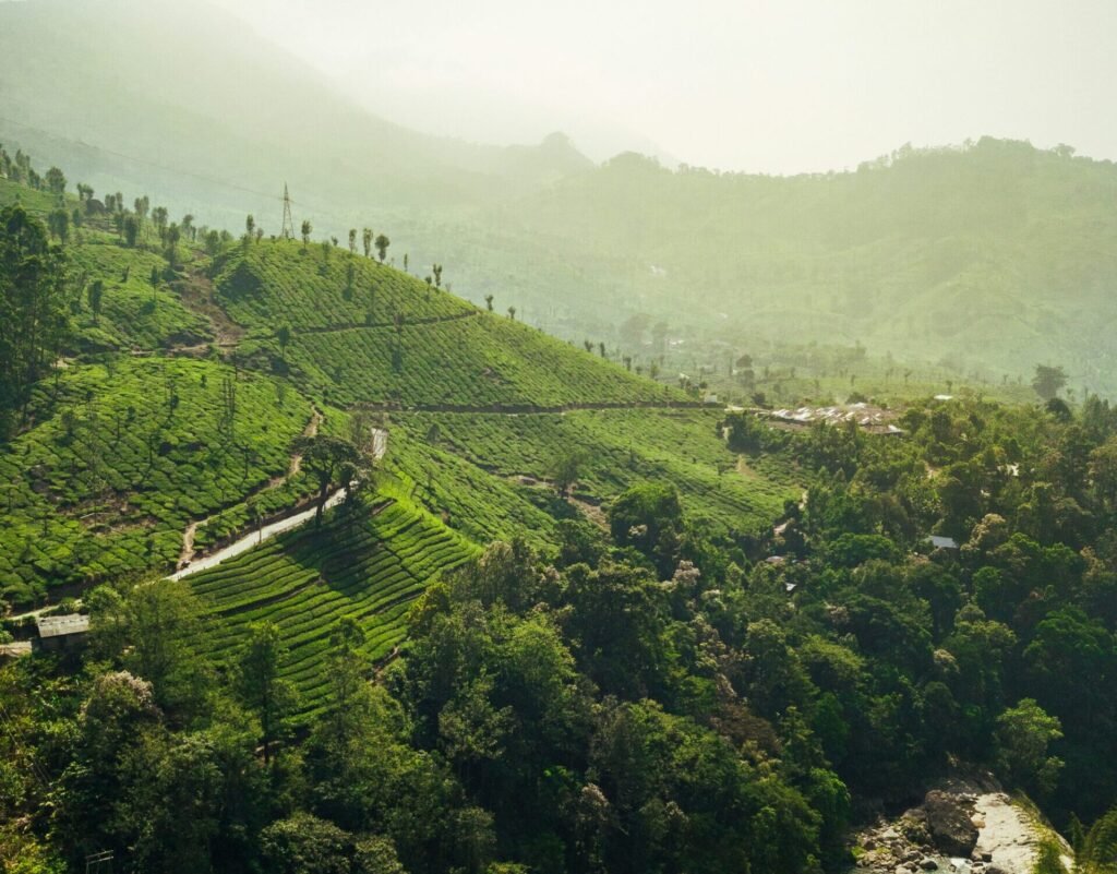 green trees on mountain during daytime