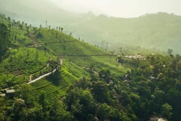green trees on mountain during daytime