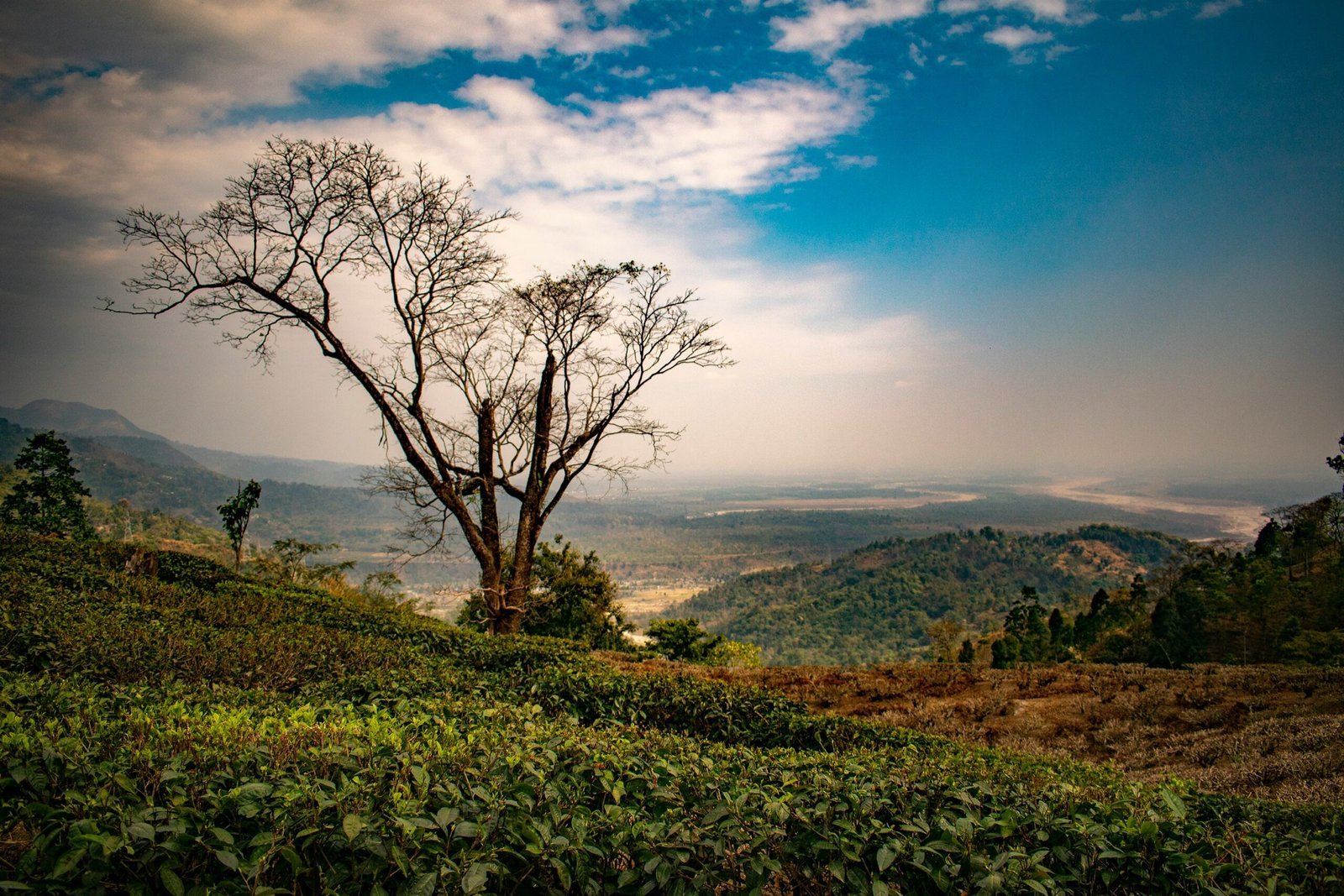 leafless tree on green grass field near body of water during daytime